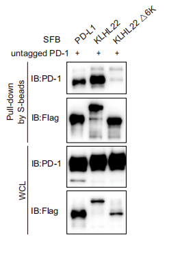 Klhl22敲除小鼠揭示调控PD-1蛋白水平稳态的新机制
