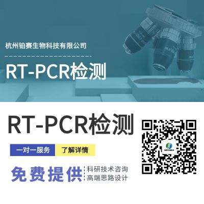 反转录PCR 检测（RT-PCR）