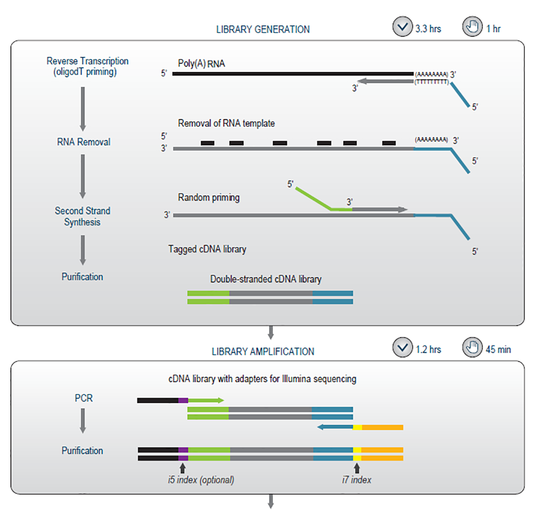 APA位点分析强大利器：Quantseq REV