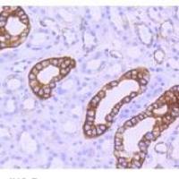 神经元核抗原重组兔单克隆抗体