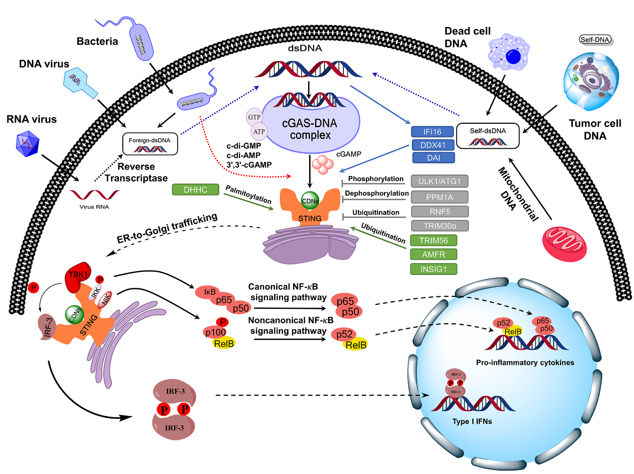 Sting 肿瘤与免疫疾病治疗的新靶点 企业动态 丁香通