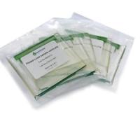 金斯瑞 M42010C ExpressPlus™ PAGE Gel,10×8, 4-20%, 10