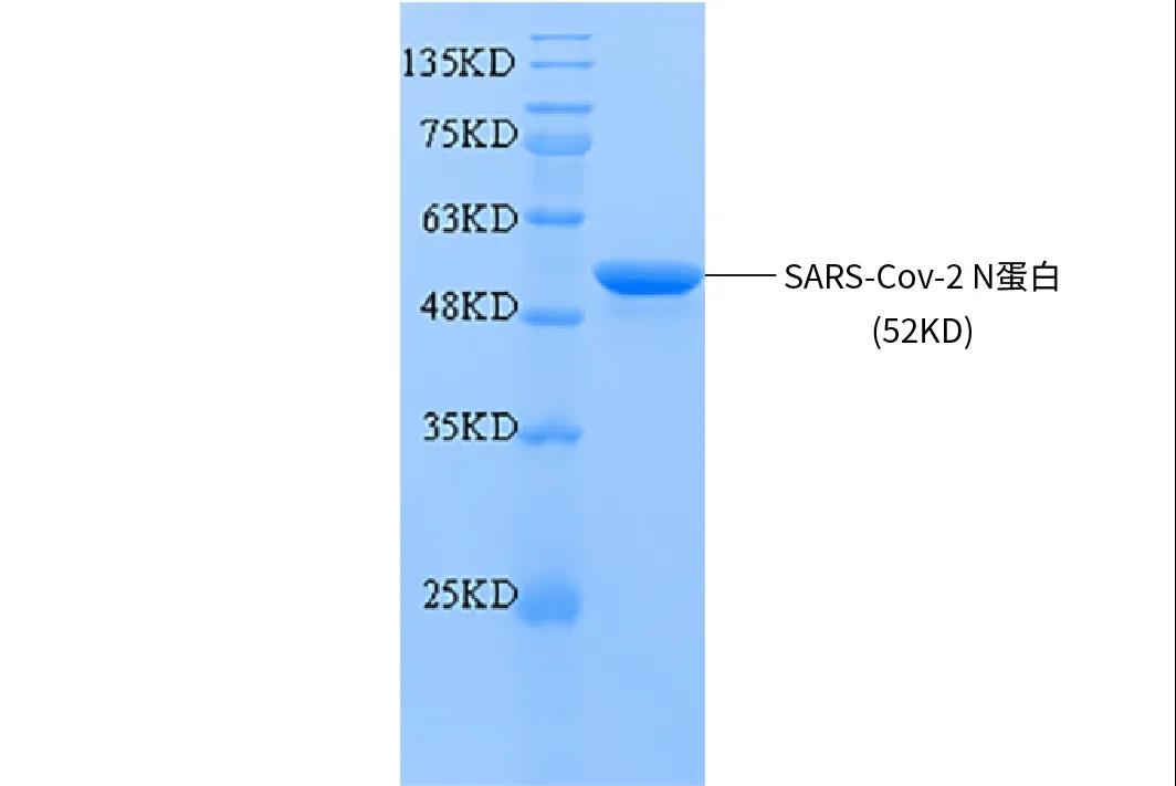 好物推荐|索莱宝新冠免疫检测和研究利器