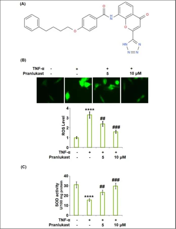 文献解读|普仑司特对GPR17的抑制作用可以防止TNF-α诱导的ATDC5细胞中II型胶原的降解