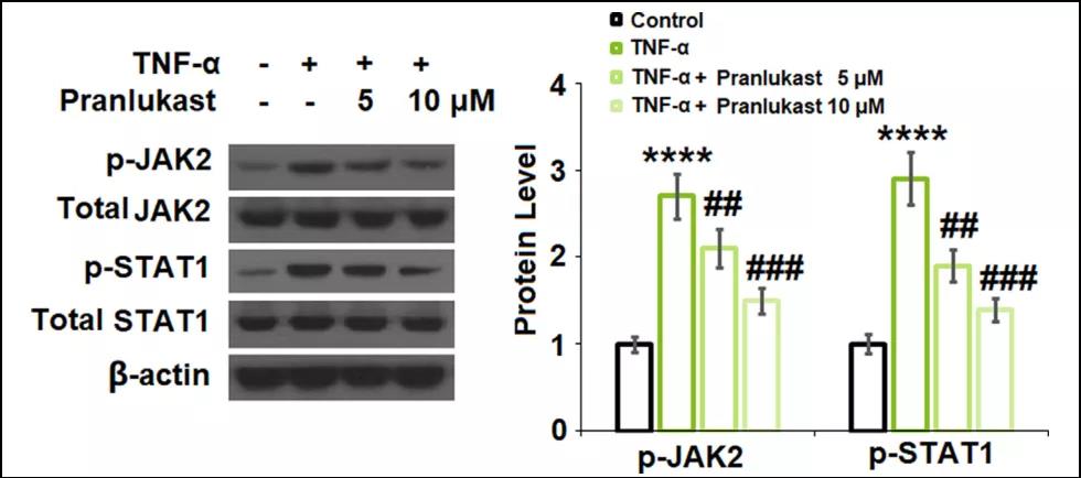 文献解读|普仑司特对GPR17的抑制作用可以防止TNF-α诱导的ATDC5细胞中II型胶原的降解