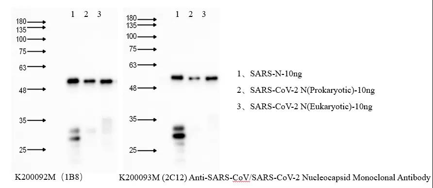 好物推荐|索莱宝新冠免疫检测和研究利器