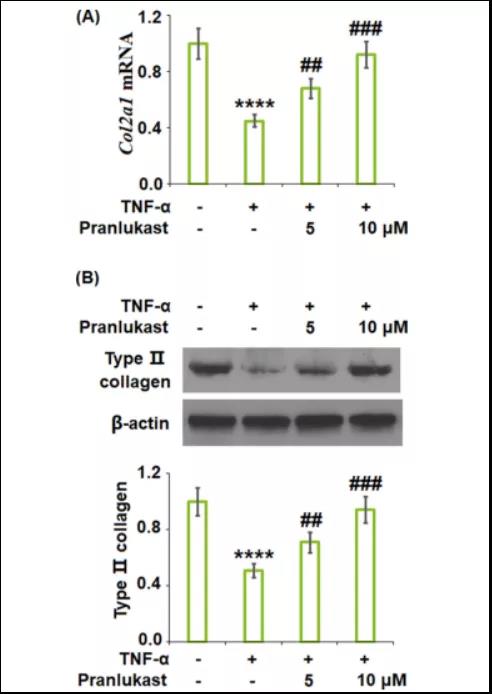 文献解读|普仑司特对GPR17的抑制作用可以防止TNF-α诱导的ATDC5细胞中II型胶原的降解