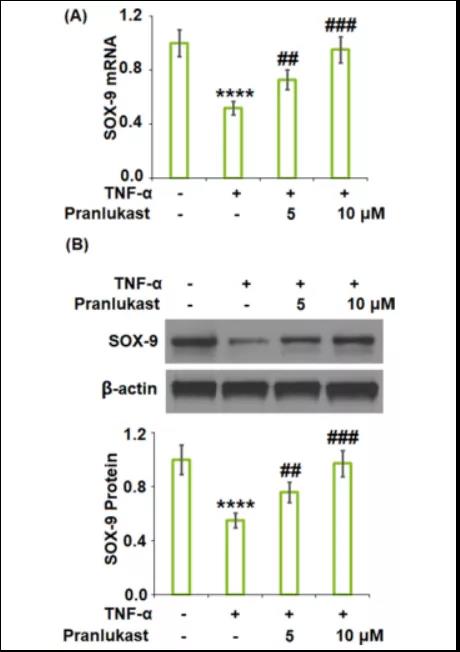 文献解读|普仑司特对GPR17的抑制作用可以防止TNF-α诱导的ATDC5细胞中II型胶原的降解