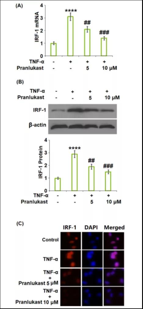 文献解读|普仑司特对GPR17的抑制作用可以防止TNF-α诱导的ATDC5细胞中II型胶原的降解