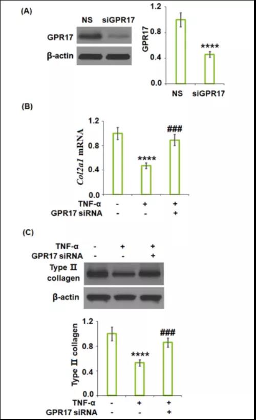 文献解读|普仑司特对GPR17的抑制作用可以防止TNF-α诱导的ATDC5细胞中II型胶原的降解