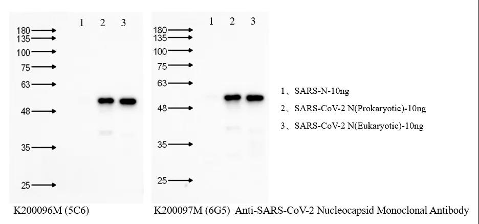 好物推荐|索莱宝新冠免疫检测和研究利器
