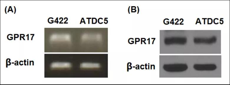 文献解读|普仑司特对GPR17的抑制作用可以防止TNF-α诱导的ATDC5细胞中II型胶原的降解
