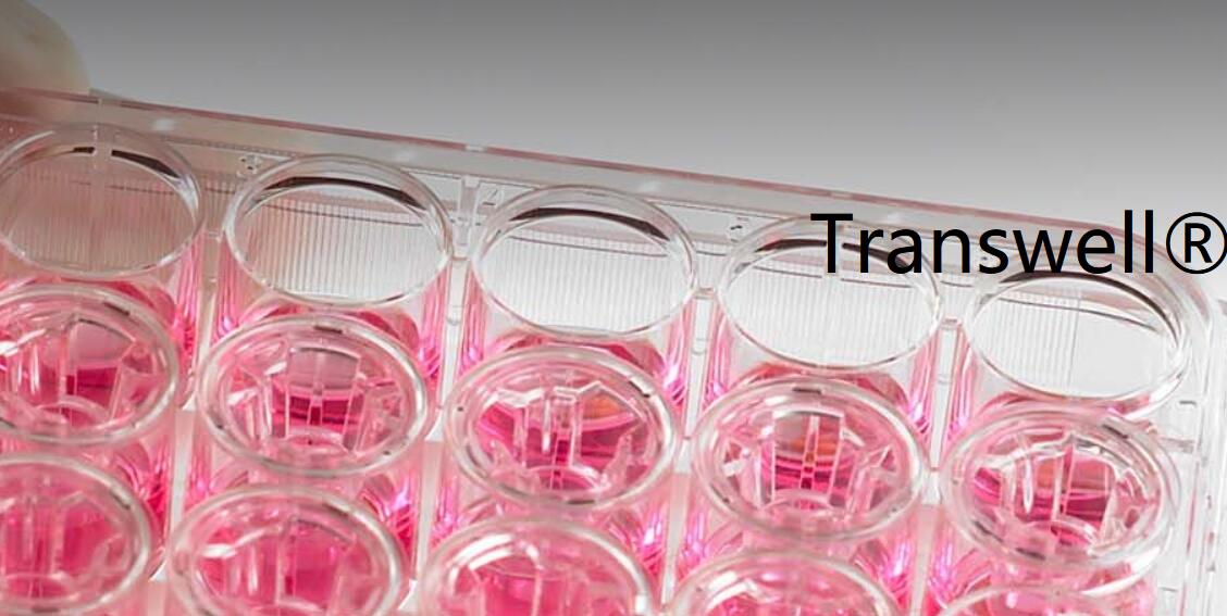 美国康宁Transwell小室