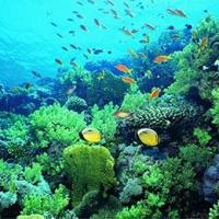  海洋生物活性物质实验|海藻多糖检测|岩藻黄质检测|海参皂苷检测