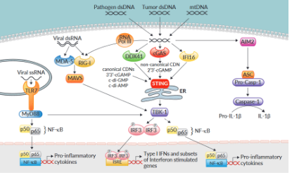 研究 STING 的 popular 工具