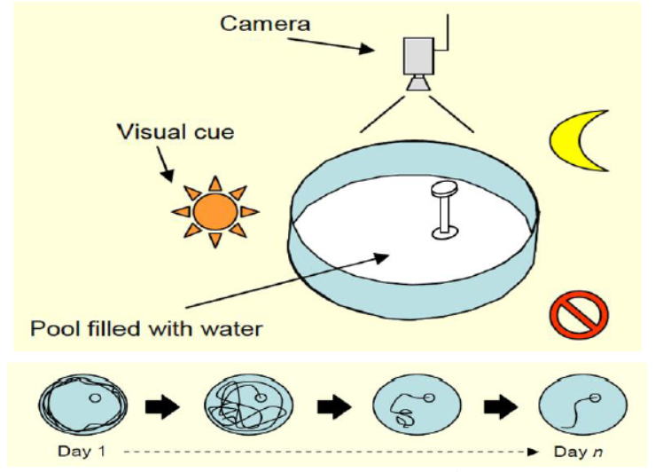技术干货 | 详解动物行为学之学习记忆研究方法
