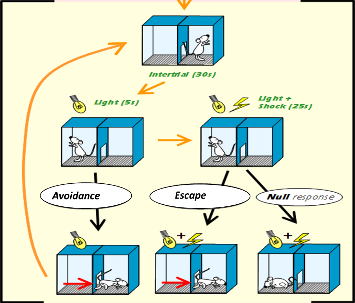 技术干货 | 详解动物行为学之学习记忆研究方法