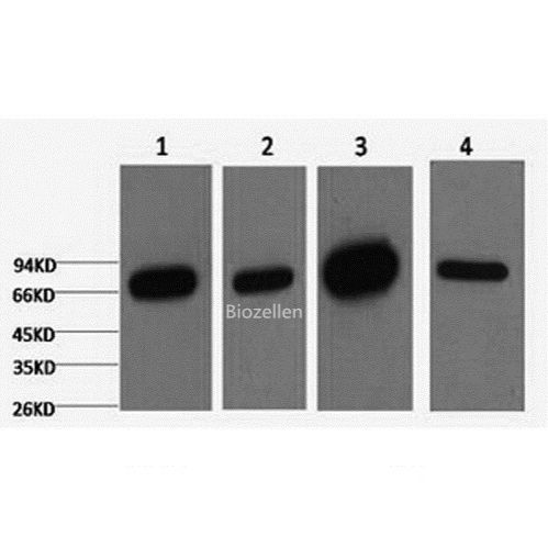 Lamin B1 Monoclonal Antibody B-IO-10189