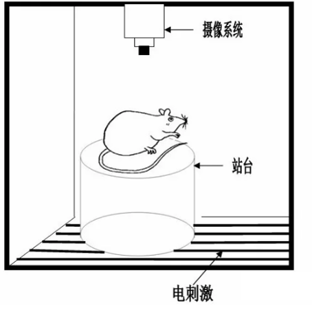 技术干货 | 详解动物行为学之学习记忆研究方法