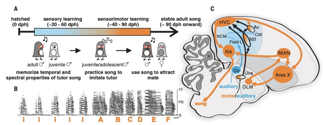 光遗传技术，如何让生命科学更具想象力