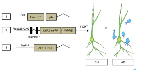 光遗传技术，如何让生命科学更具想象力
