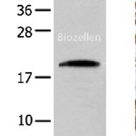 CNPY2 Polyclonal Antibody B-IO-10201