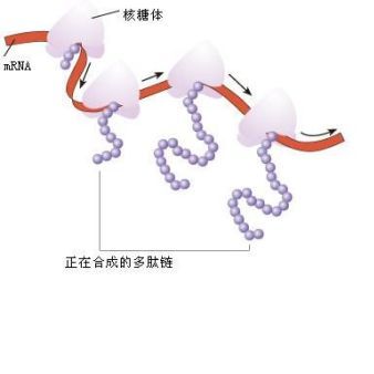 MOG35-55多肽