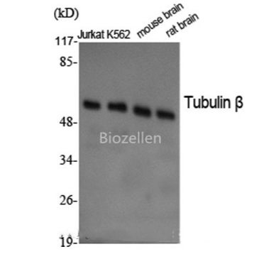 beta Tubulin Polyclonal Antibody B-IO-10203