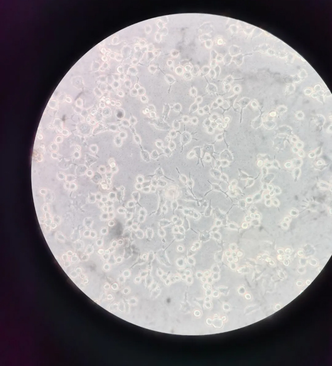 细胞培养篇，选到无菌耗材避免细菌污染