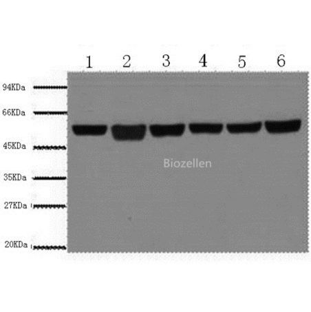 beta Tubulin Monoclonal Antibody B-IO-10202