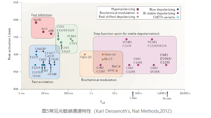 光遗传技术，如何让生命科学更具想象力