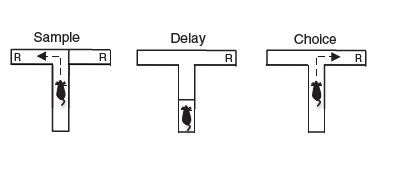 技术干货 | 详解动物行为学之学习记忆研究方法