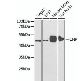 CNP Polyclonal Antibody B-IO-10200