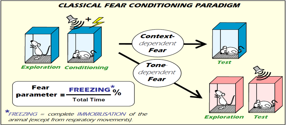 技术干货 | 详解动物行为学之学习记忆研究方法