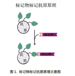 蛋白,抗体-标记定制服务
