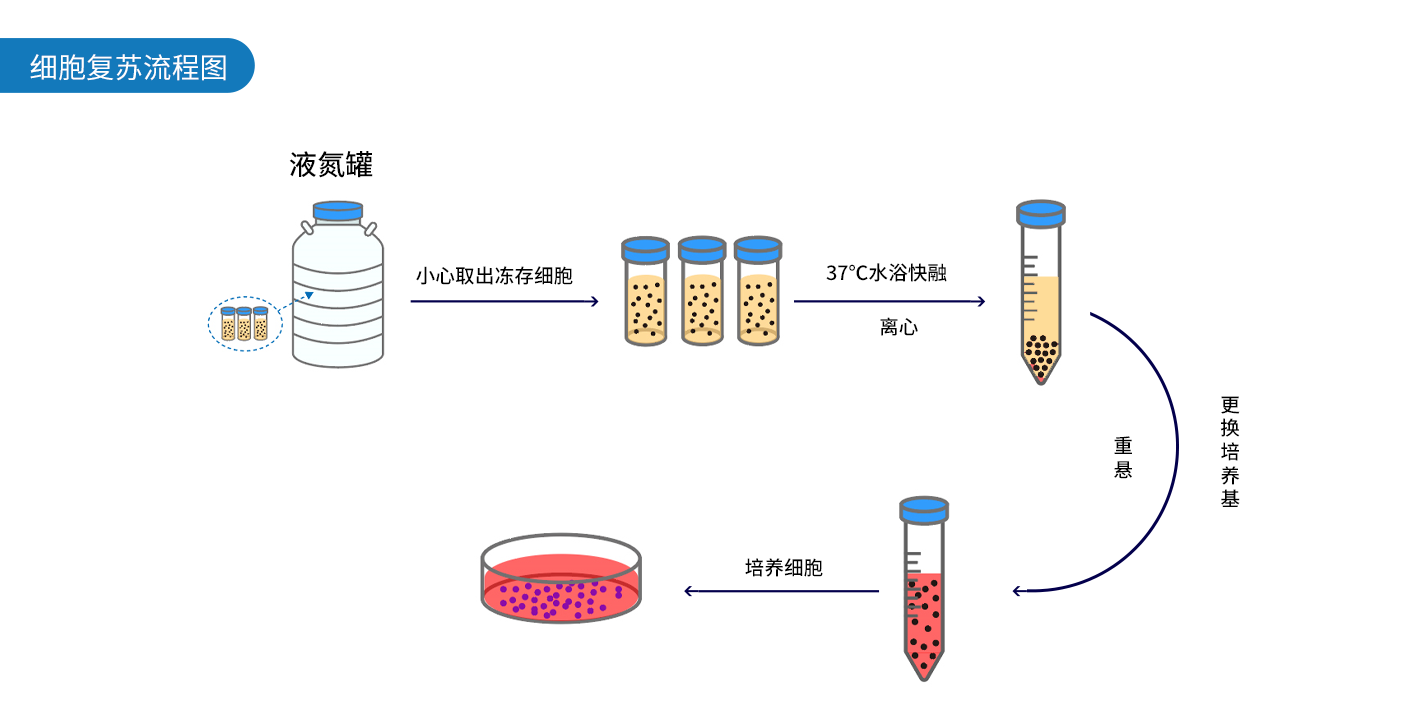 如何高效复苏细胞？这四点要注意！