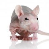 裸鼠皮下移植瘤药效评估