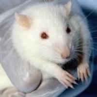 坐骨神经损伤 （周围神经损伤）动物模型