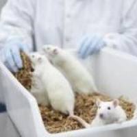 心力衰竭(HF)动物模型 / 心脑血管模型