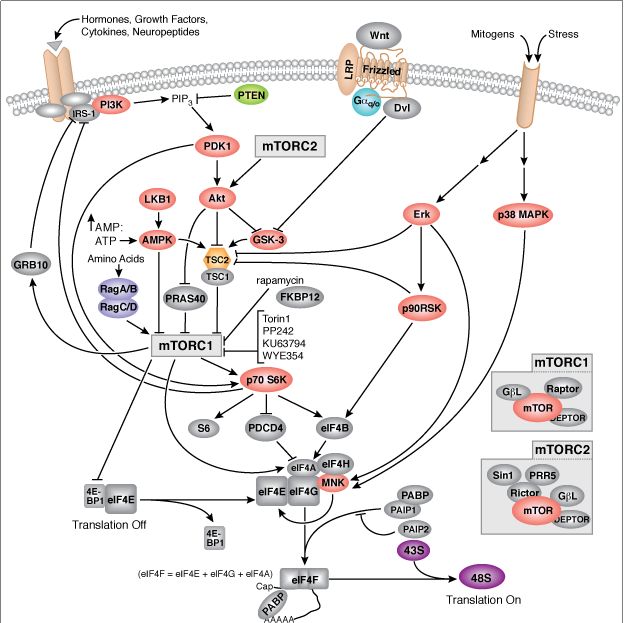 肿瘤类器官|​核糖体蛋白S6激酶变异的肿瘤类器官模型