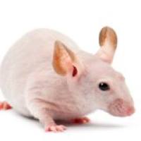 动物造模/裸鼠皮下移植瘤（只成瘤）