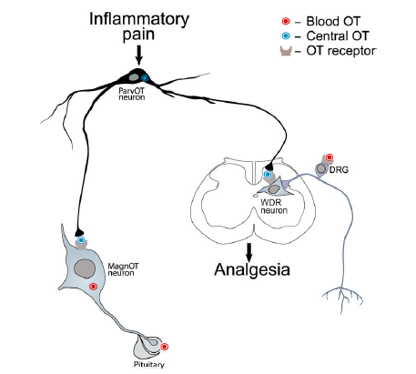 【前沿研究进展】如何用“光”治疗疼痛?