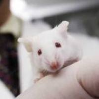 脑外损伤(TBI)动物模型