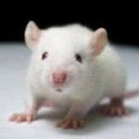 肺炎模型/呼吸系统模型