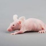 裸鼠皮下移植瘤模型