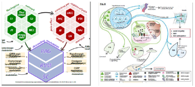 【前沿研究进展】如何用“光”治疗疼痛？