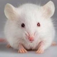 脓毒症模型 / 消化系统模型