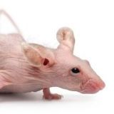 裸鼠腹水瘤药效评估