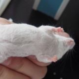 Mouse皮下移植瘤药效评估