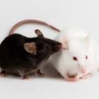 Mouse皮下移植瘤（只成瘤）